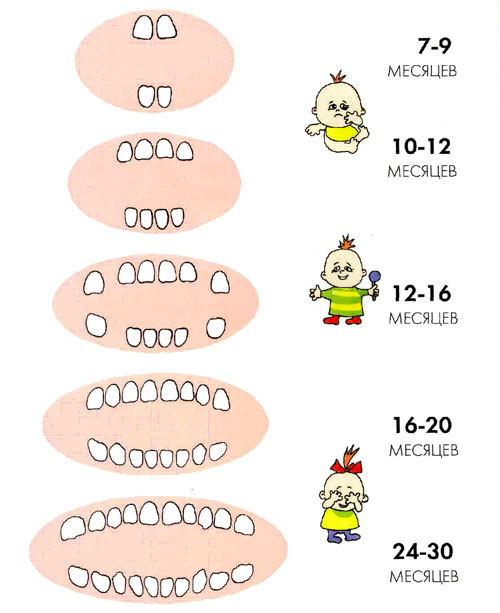 молочные зубы у детей